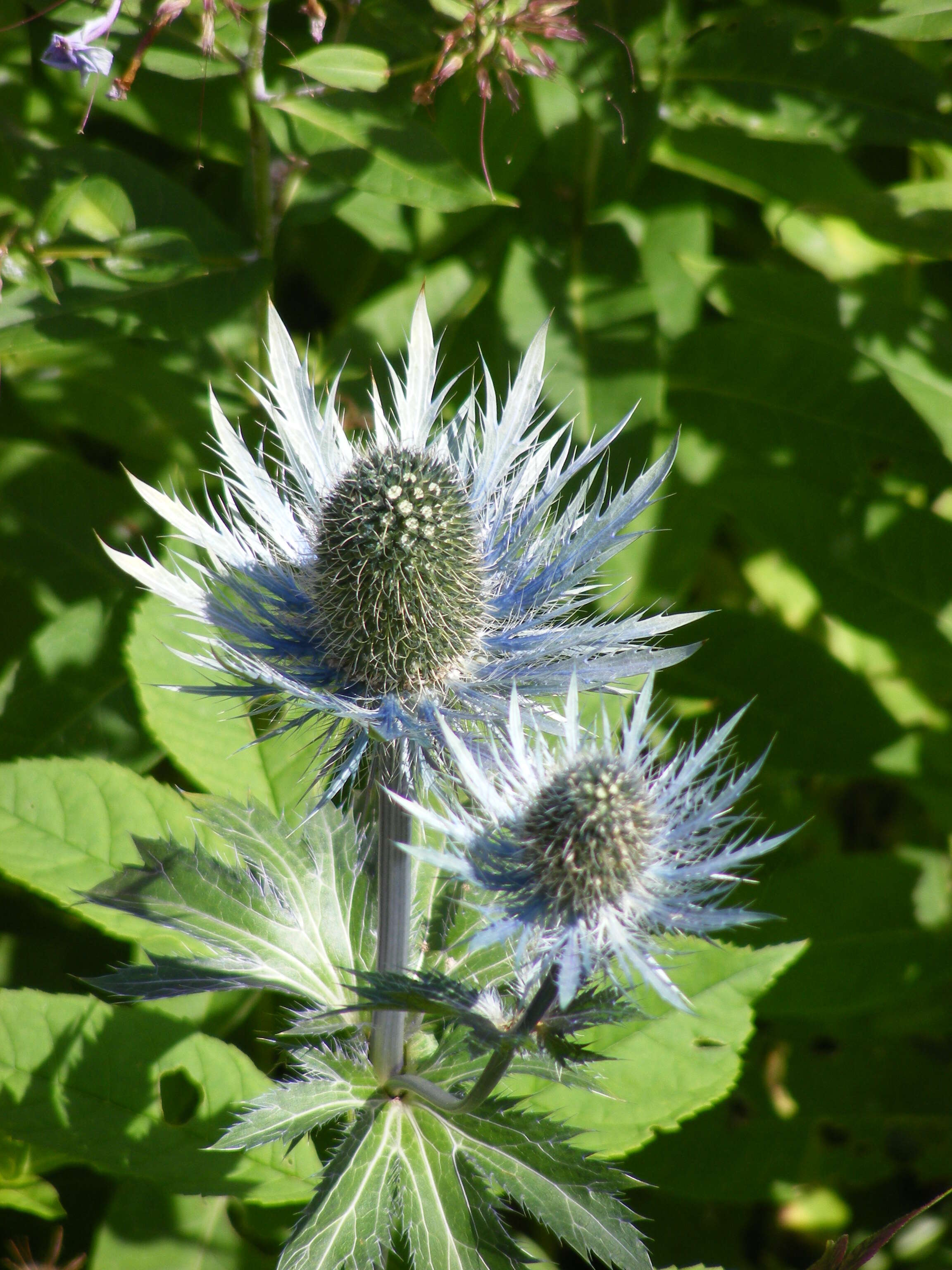 Eryngium alpinum L. resmi