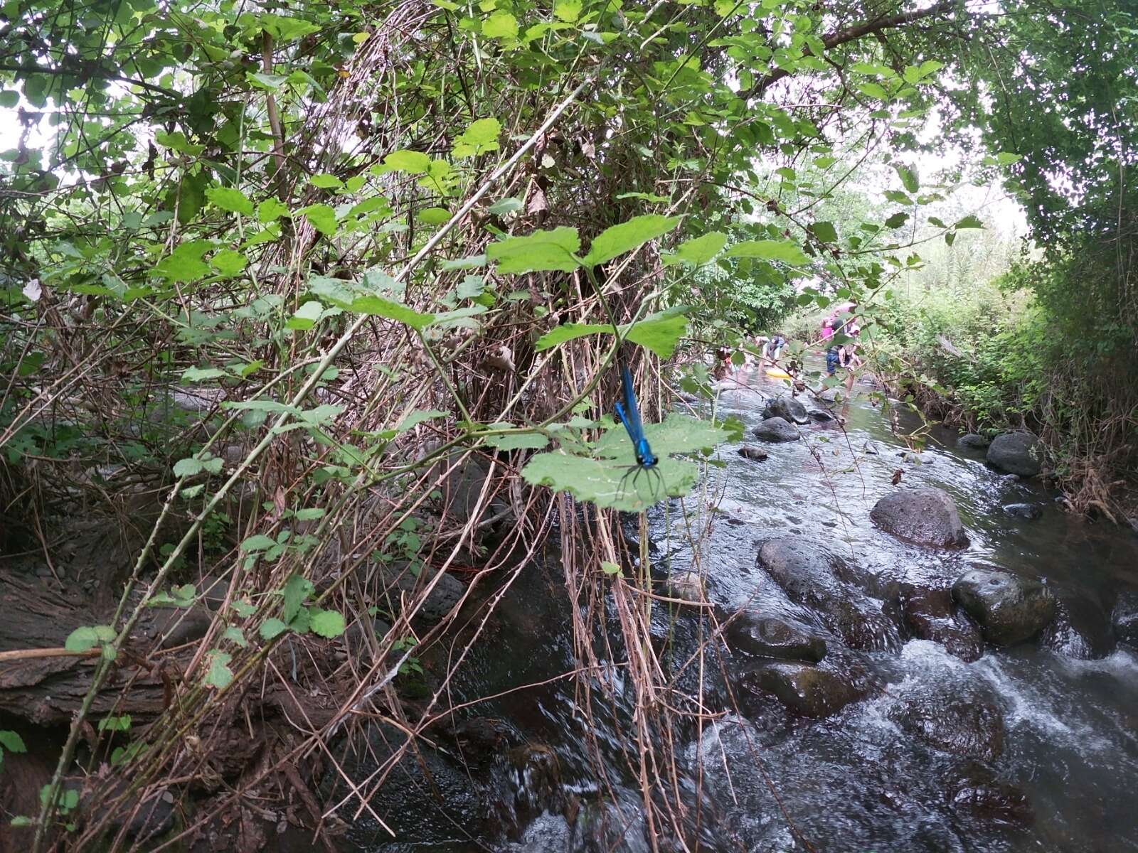 Image of Syrian Demoiselle