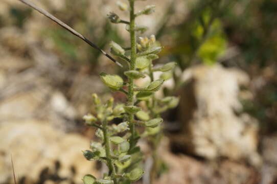 Image of Alyssum hirsutum M. Bieb.