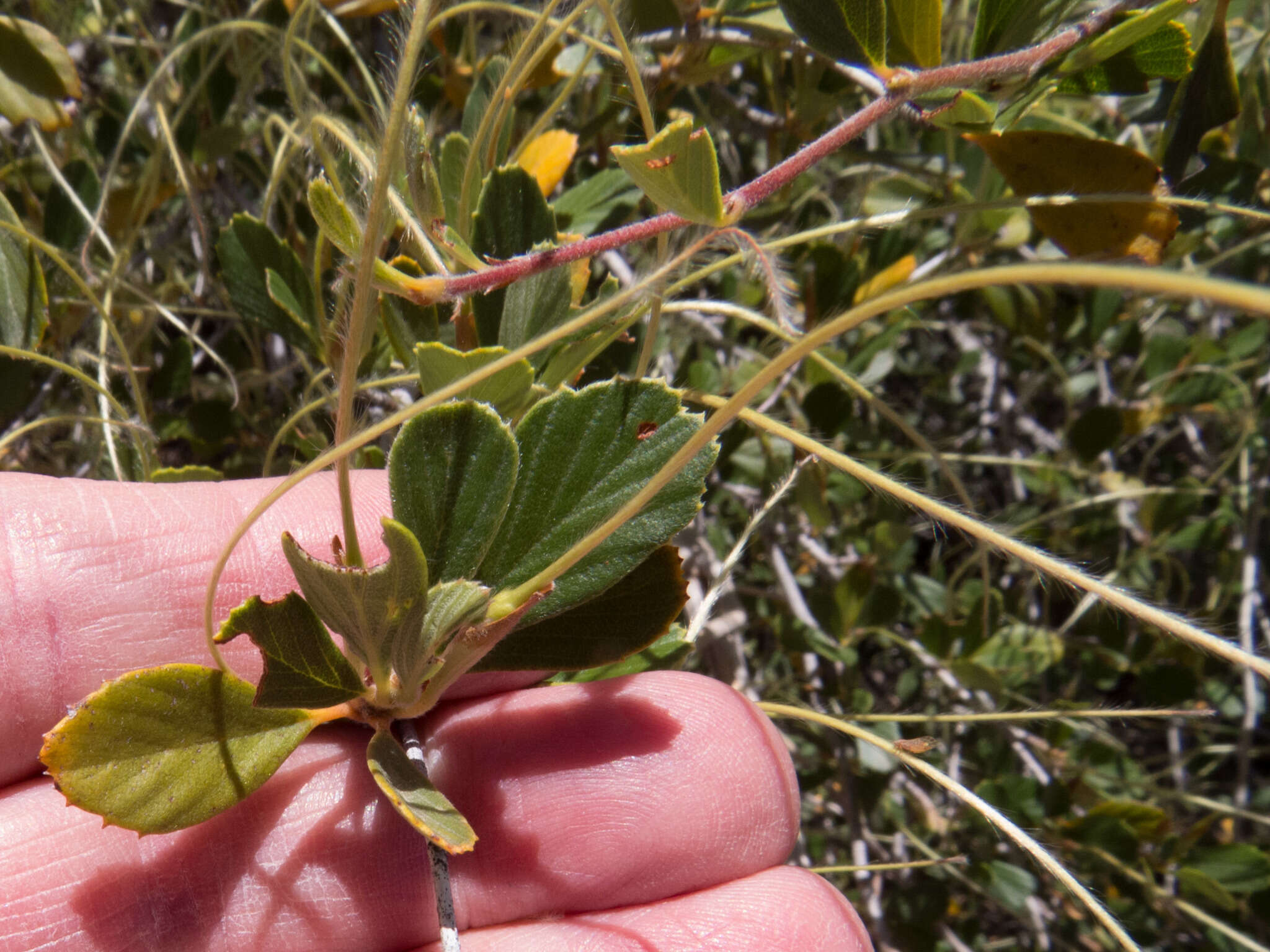 Слика од Cercocarpus montanus Raf.