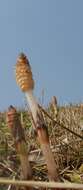 Image of field horsetail