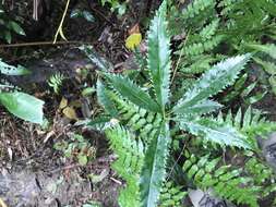 Image de Helicia cochinchinensis Lour.