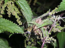 Image of Barbary Spider