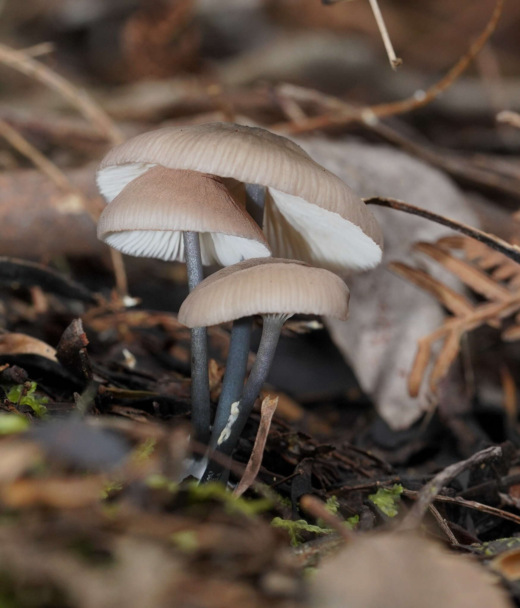 Image of Entoloma albidocoeruleum G. M. Gates & Noordel. 2007