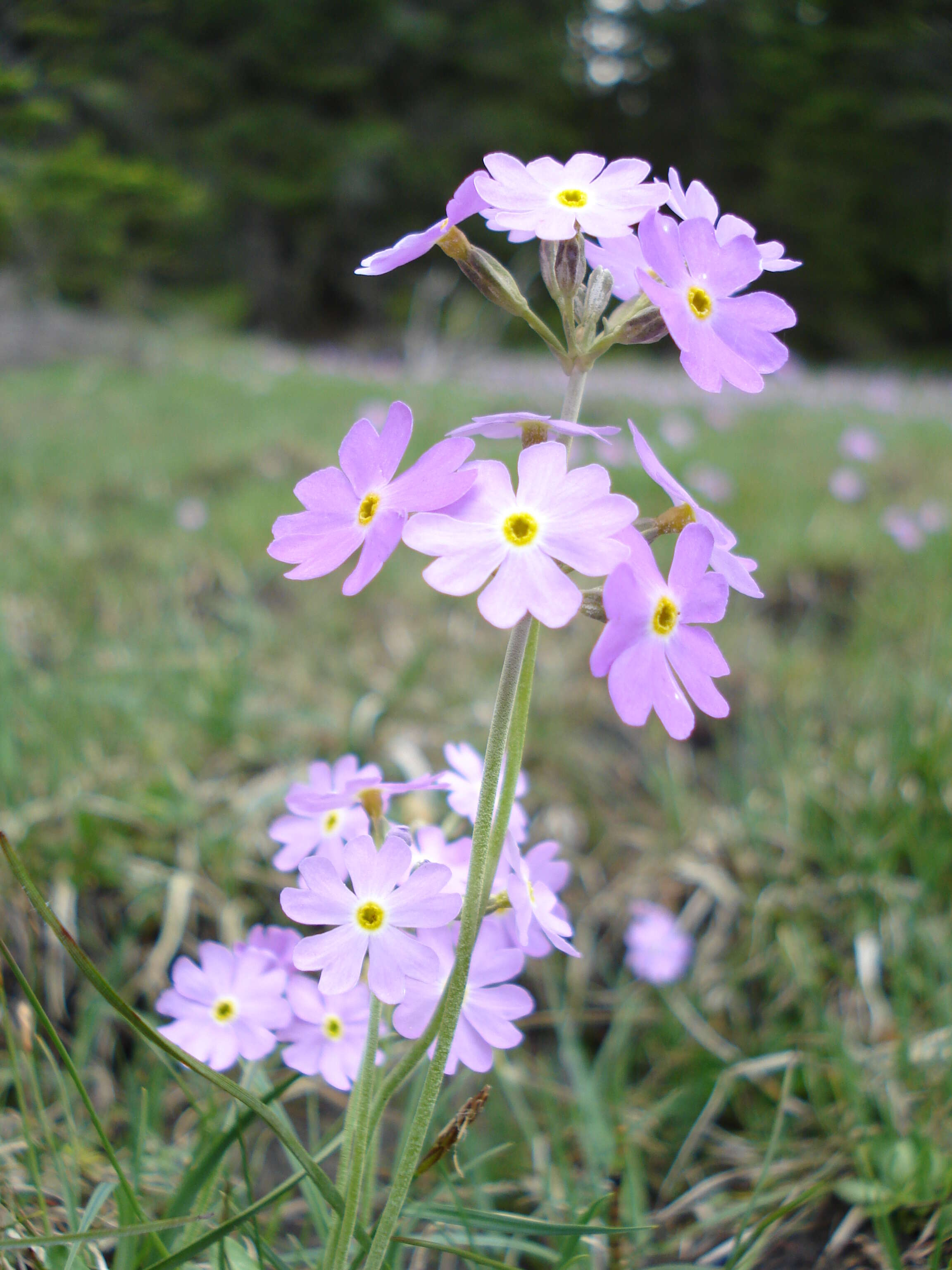 Plancia ëd Primula farinosa L.