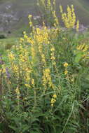 Image of Verbascum chaixii subsp. laxum (Filar. & Jav.) Ivanina