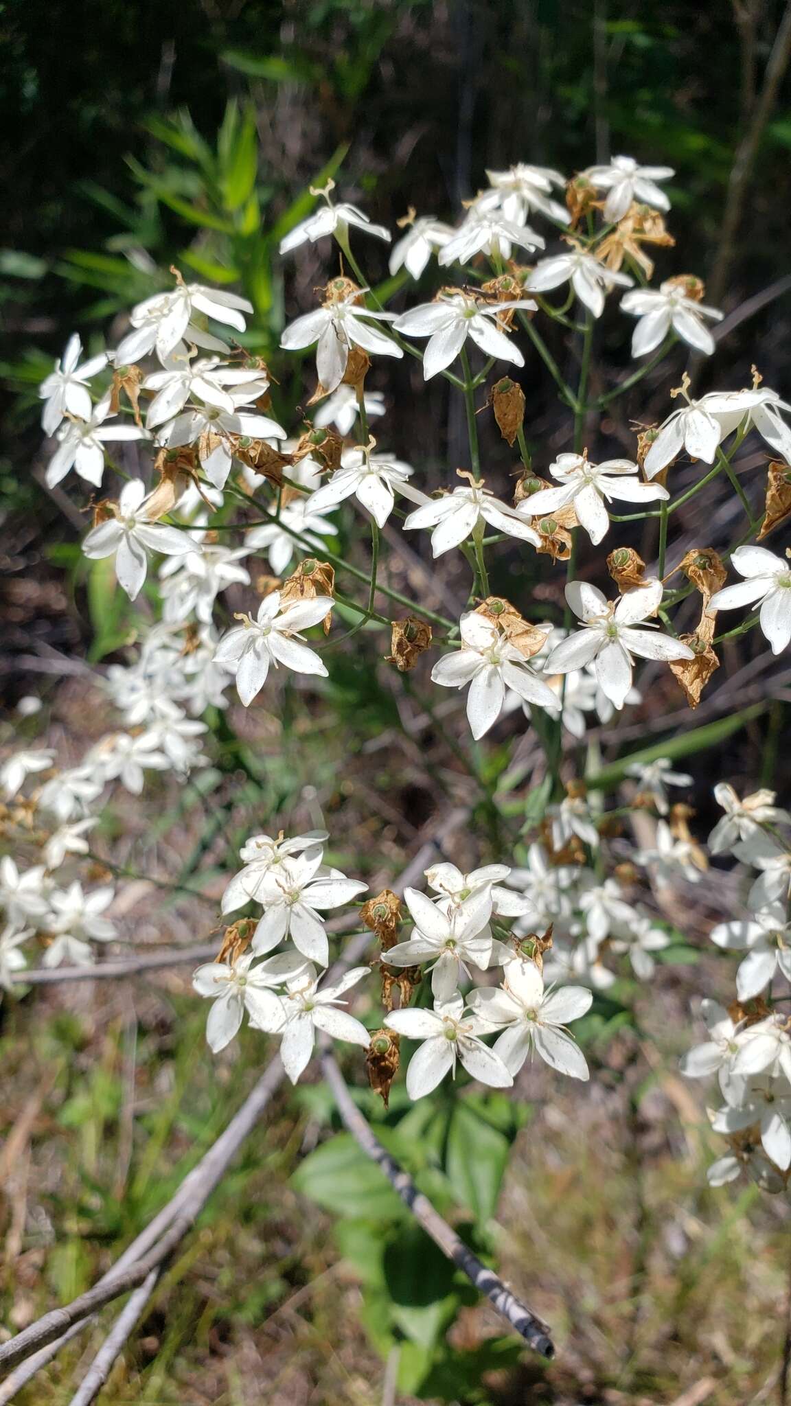 <i>Sabatia <i>macrophylla</i></i> var. macrophylla resmi