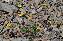 Image of Mt. Hamilton tickseed