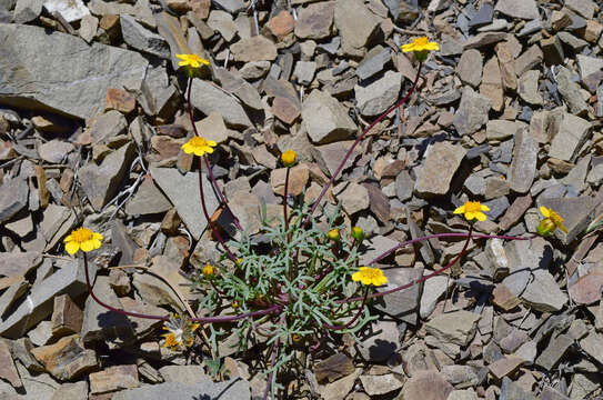 Imagem de Coreopsis hamiltonii (Elmer) H. K. Sharsmith