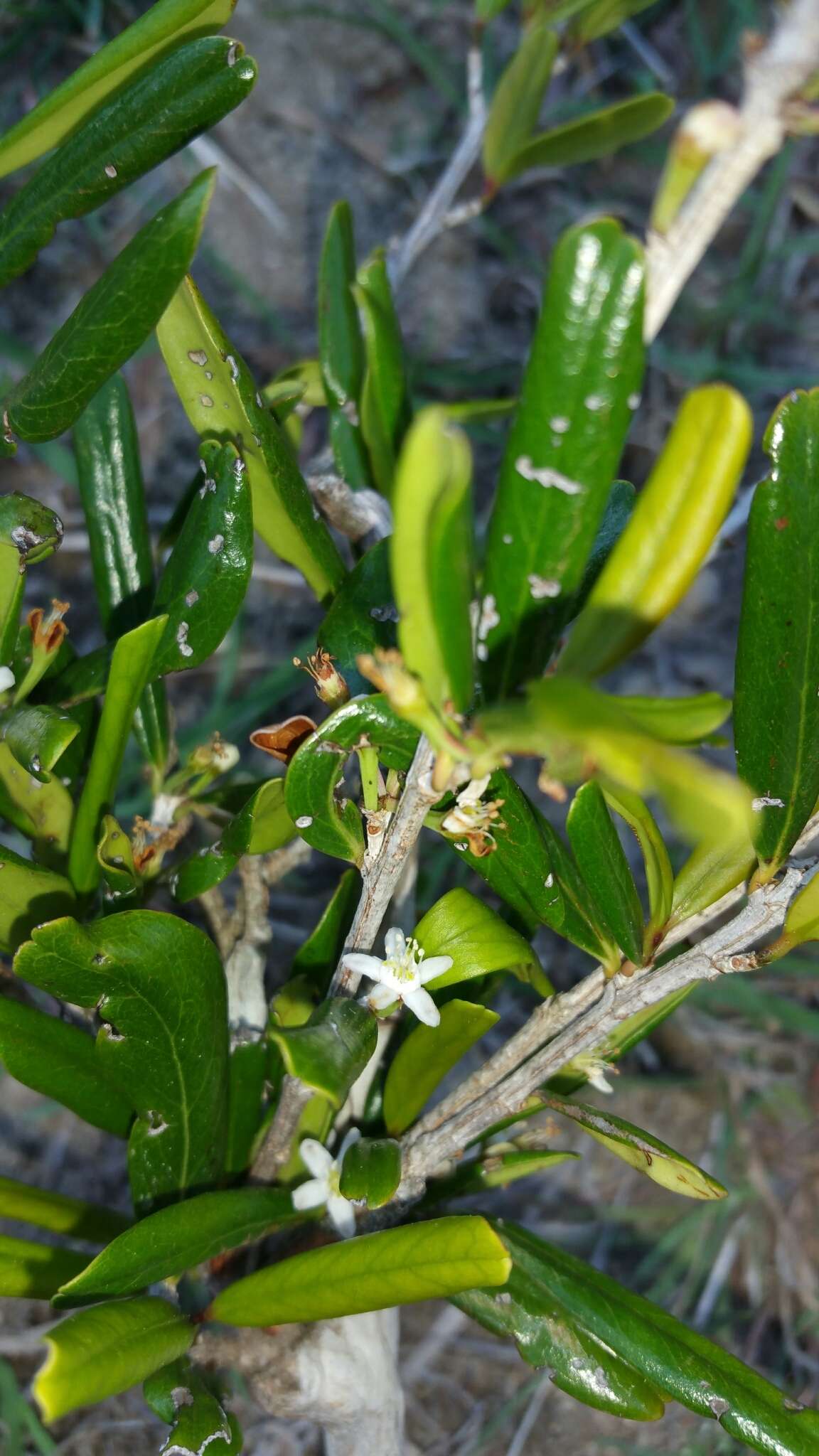 Sivun Erythroxylum leandrianum Payens kuva