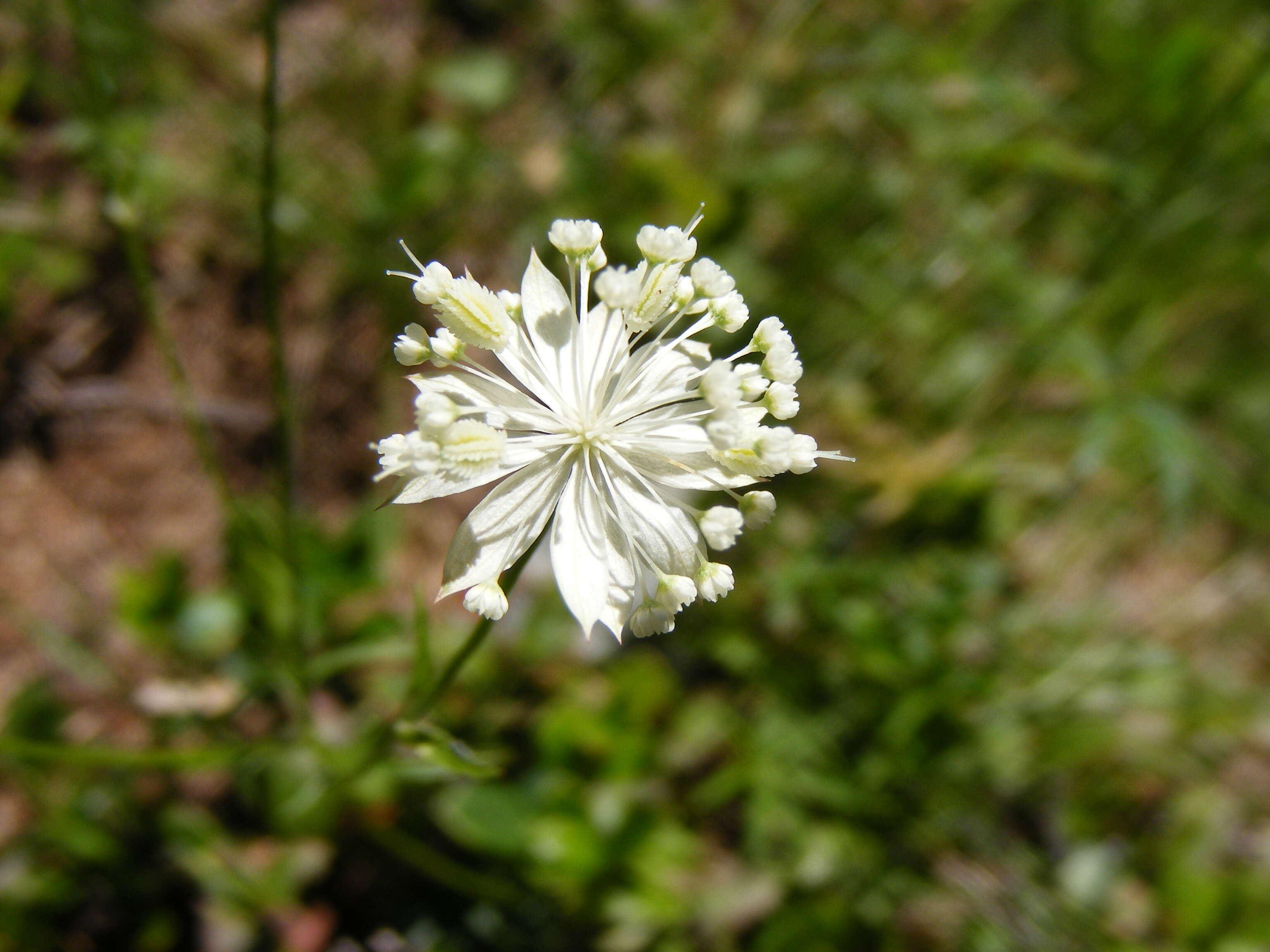 Imagem de Astrantia minor L.