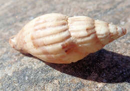 صورة Lyria mitraeformis (Lamarck 1811)