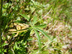 Imagem de Astrantia minor L.