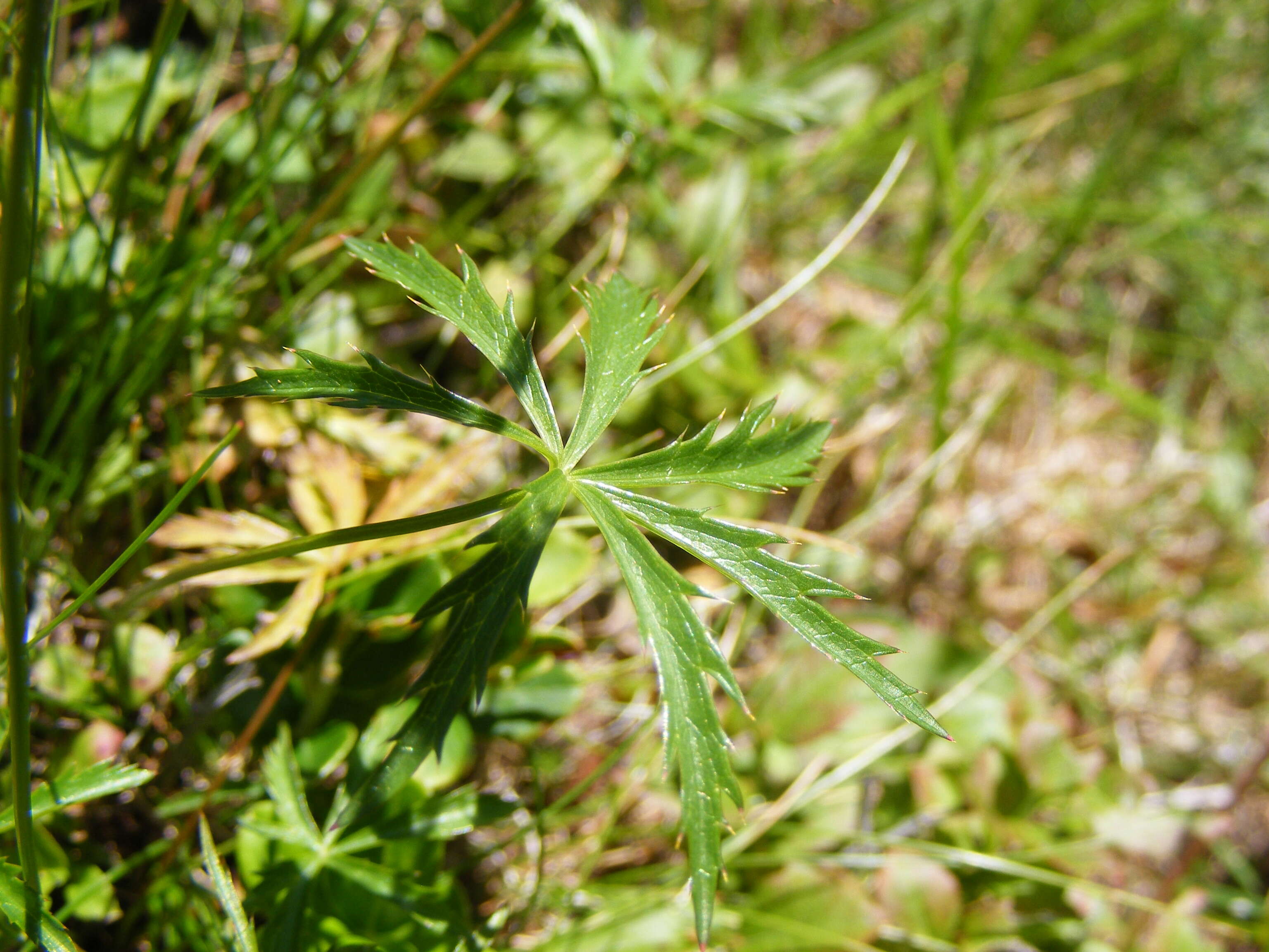 Imagem de Astrantia minor L.