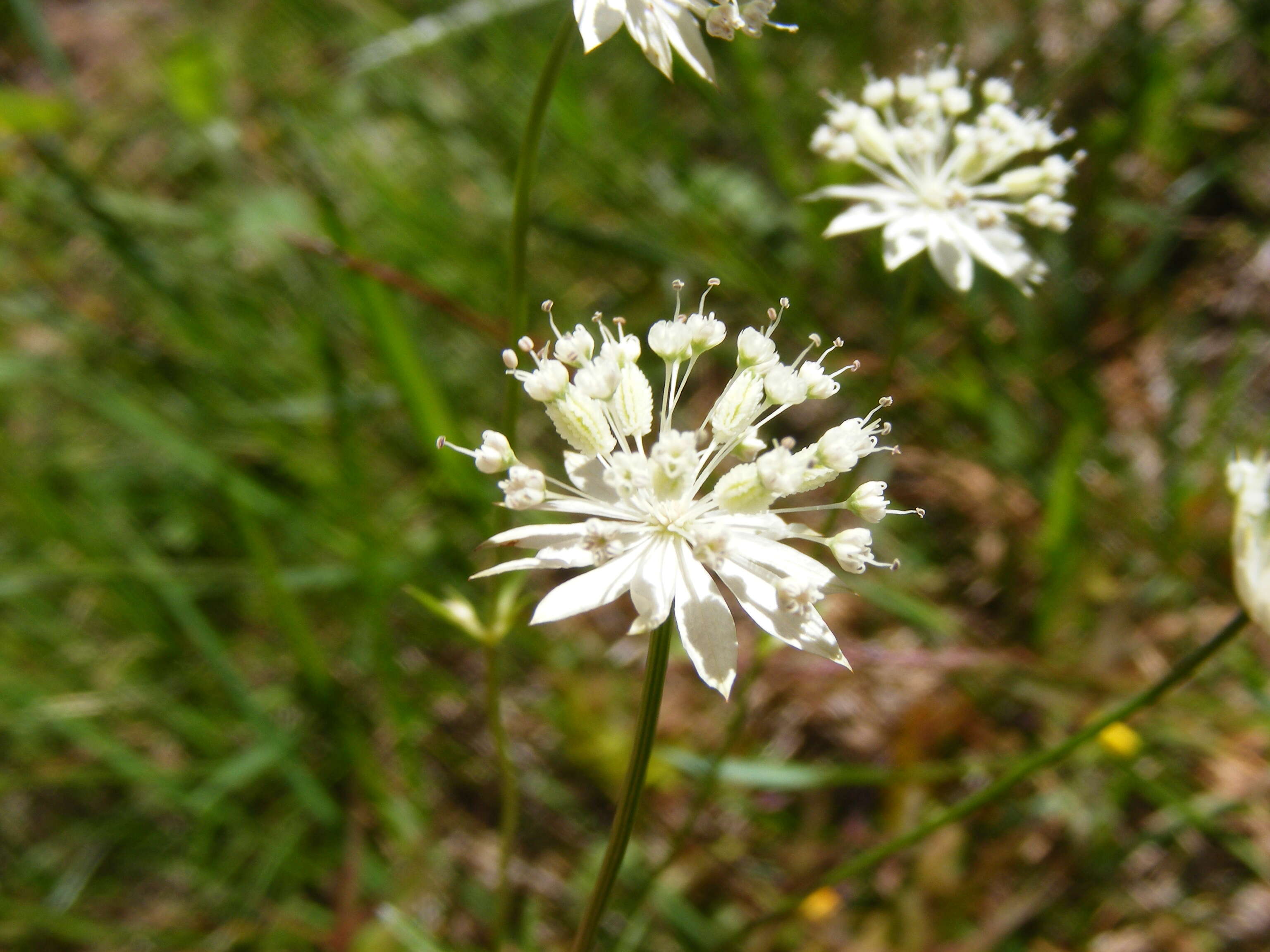 Imagem de Astrantia minor L.