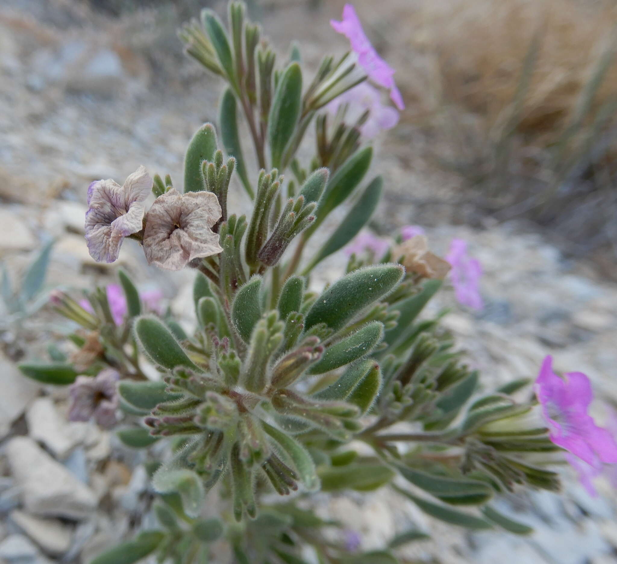 Image of Havard's fiddleleaf