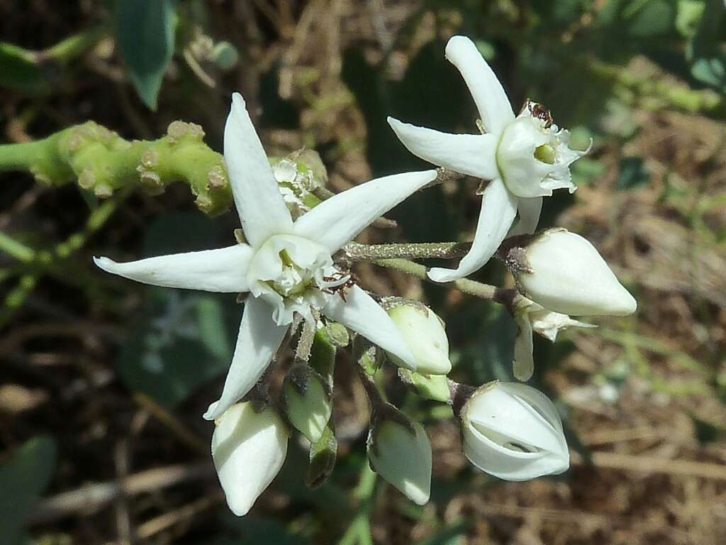 Image of Cynanchum acutum L.