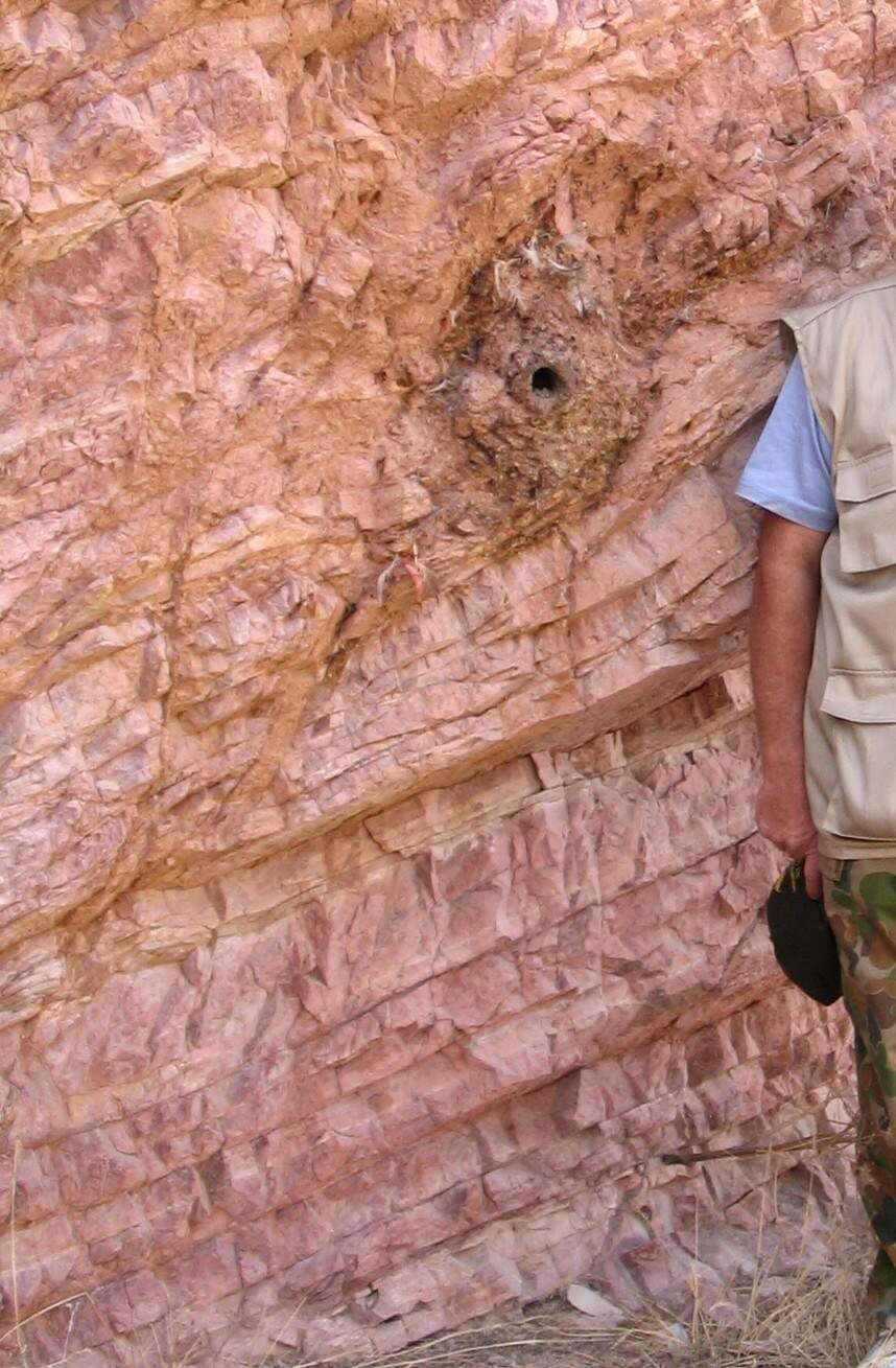 Image of Eastern Rock Nuthatch