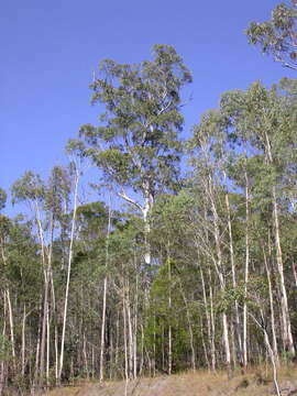 Image of Tasmanian bluegum