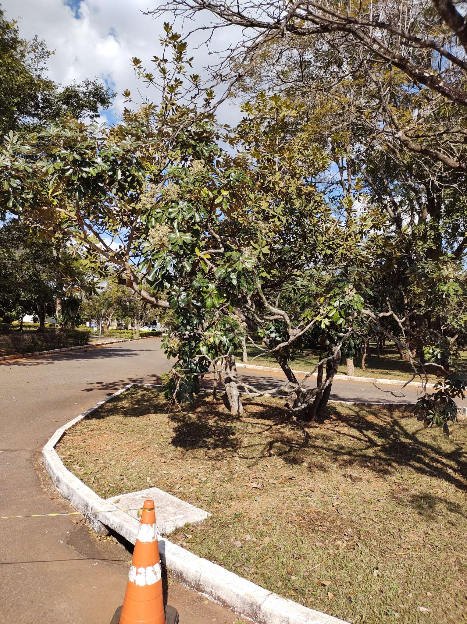 Image of Schefflera macrocarpa (Cham. & Schltdl.) Frodin