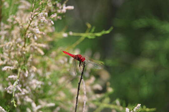 Image of Broad Scarlet