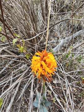 Imagem de Dichromanthus cinnabarinus (Lex.) Garay