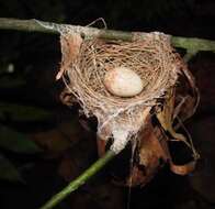 Image of Blue-crowned Manakin