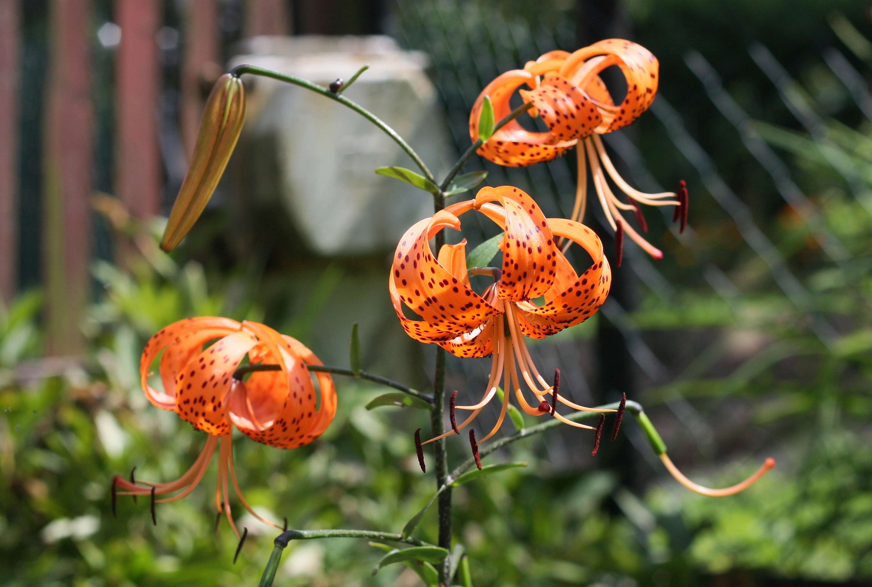 Image of Tiger lily