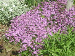 Image of breckland thyme