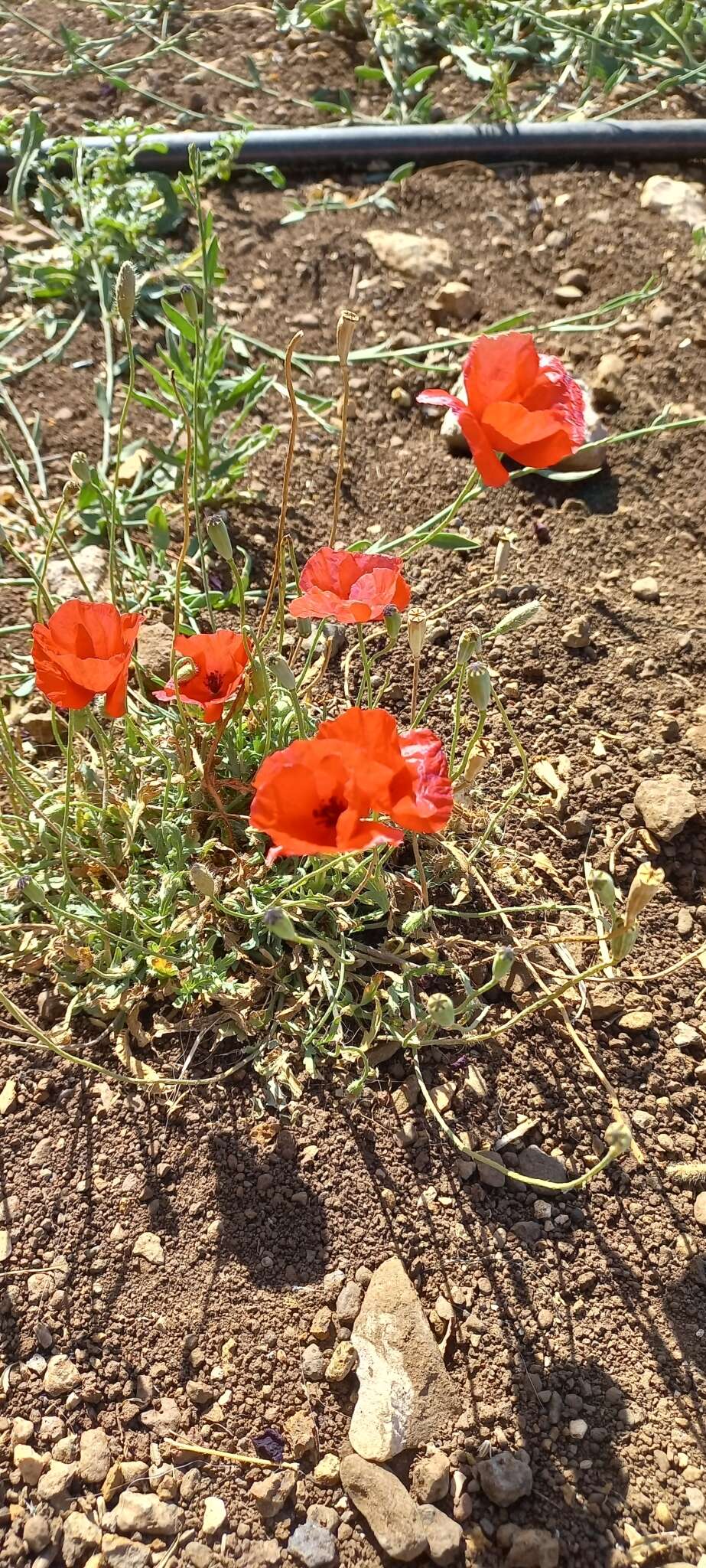 Image of Papaver syriacum Boiss. & Bl.