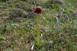 Image of Gymnadenia austriaca var. austriaca