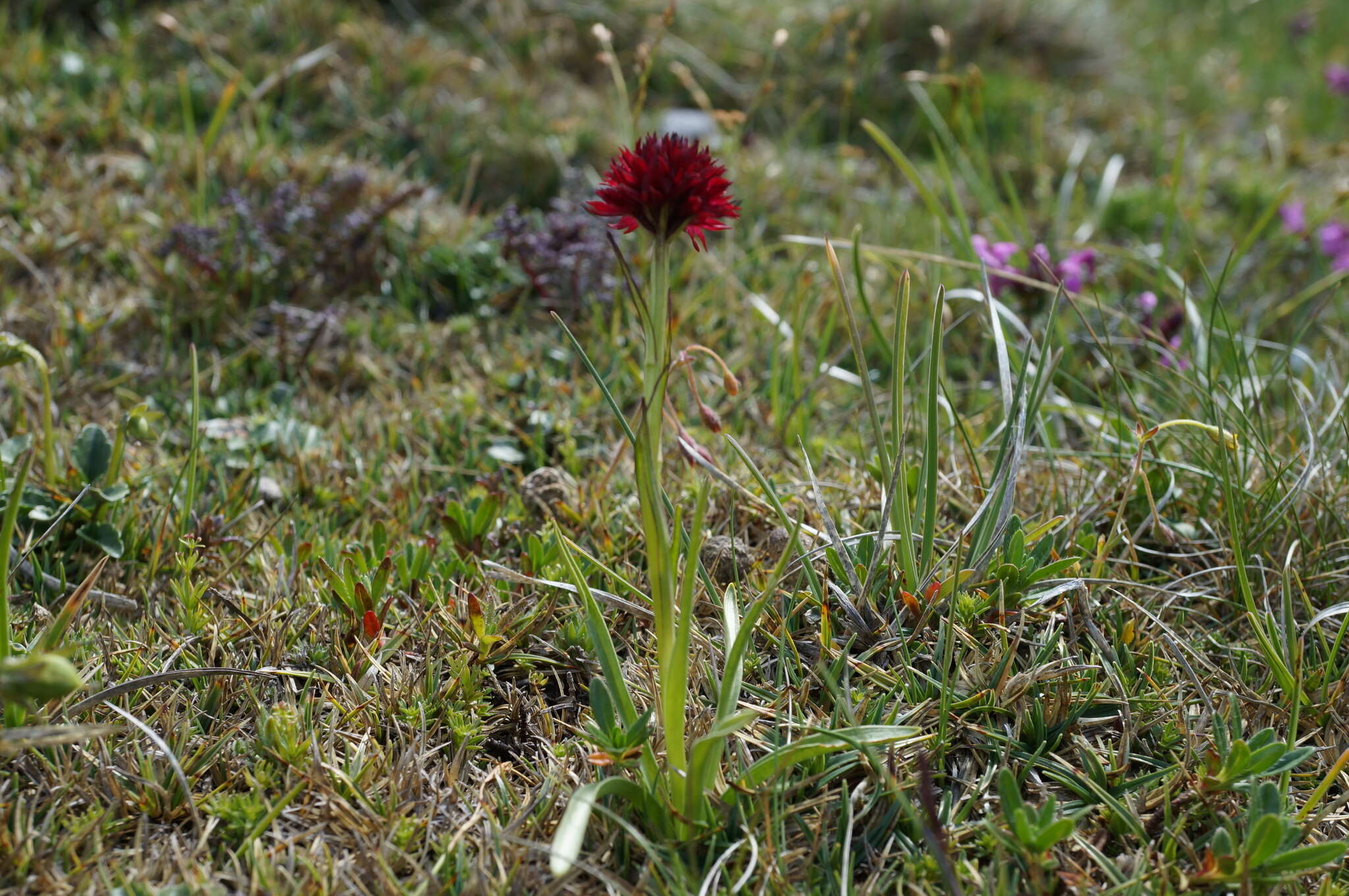 Image of Gymnadenia austriaca var. austriaca