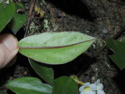 Image of <i>Codonanthopsis crassifolia</i>