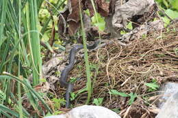 Image of Thamnophis eques obscurus Conant 2003