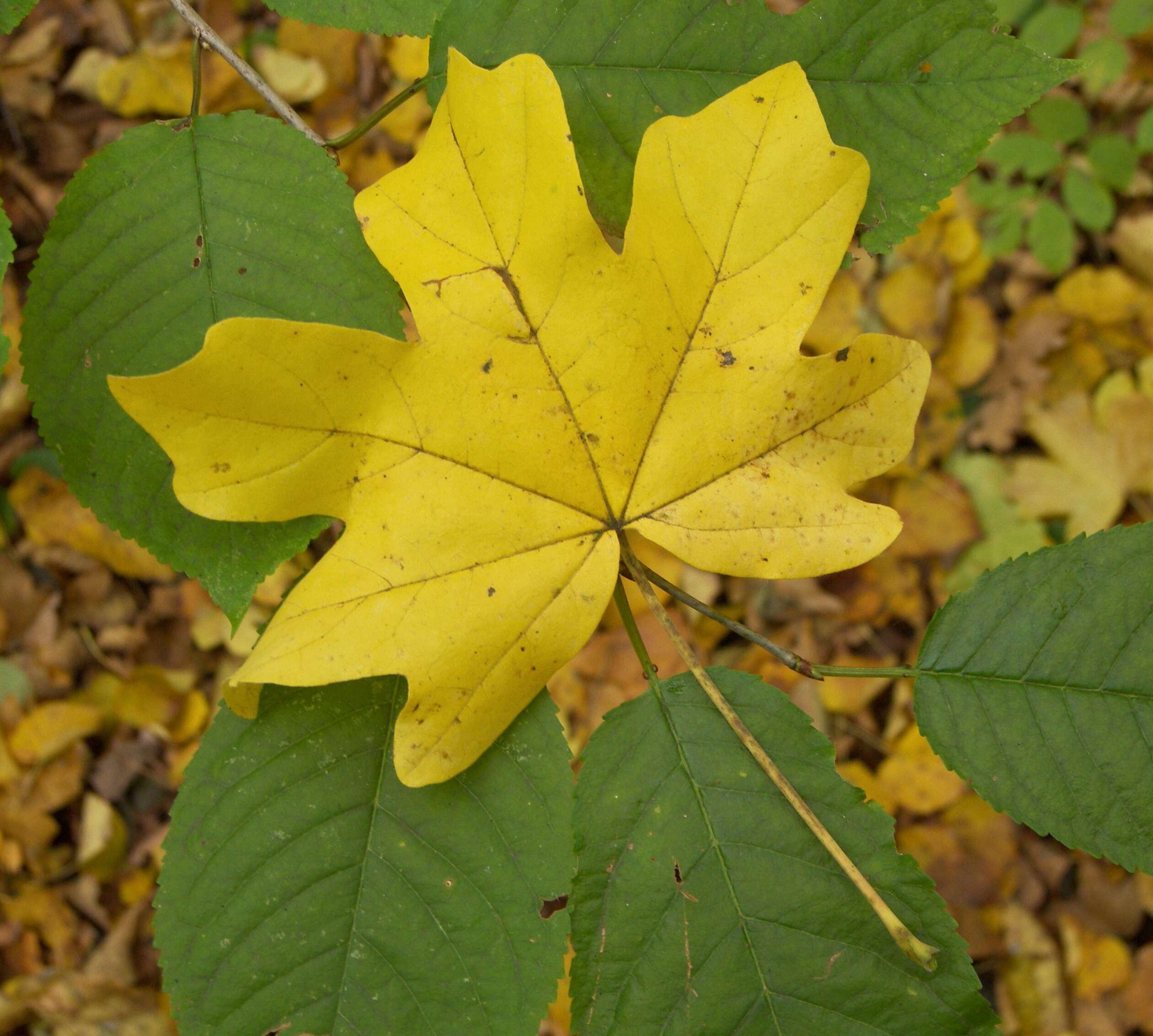 Image of Field Maple