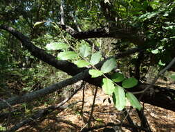 Image of Cynophalla verrucosa (Jacq.) J. Presl