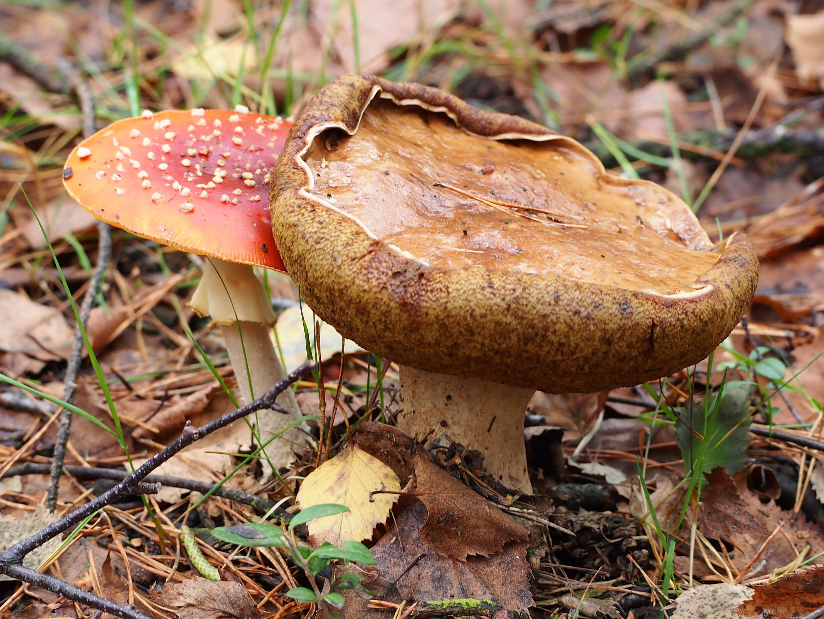 Image of Suillus bovinus (L.) Roussel 1796