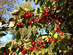 Image of Cornelian cherry dogwood