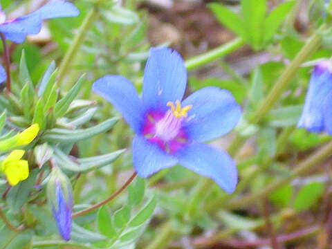 Image of Scarlet pimpernel