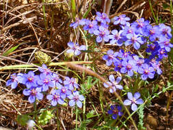 Image of Scarlet pimpernel