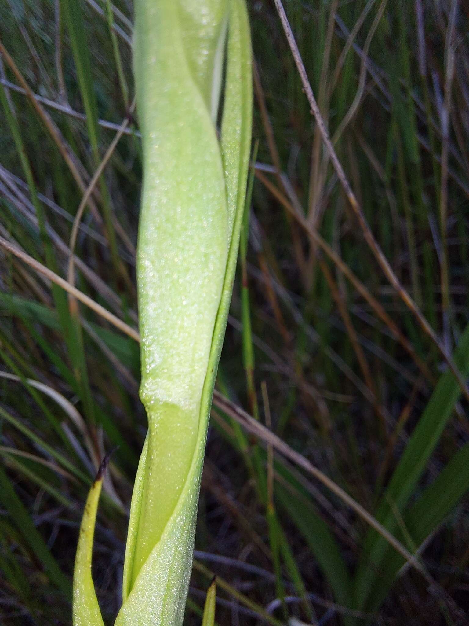 Image of Corycium dracomontanum Parkman & Schelpe