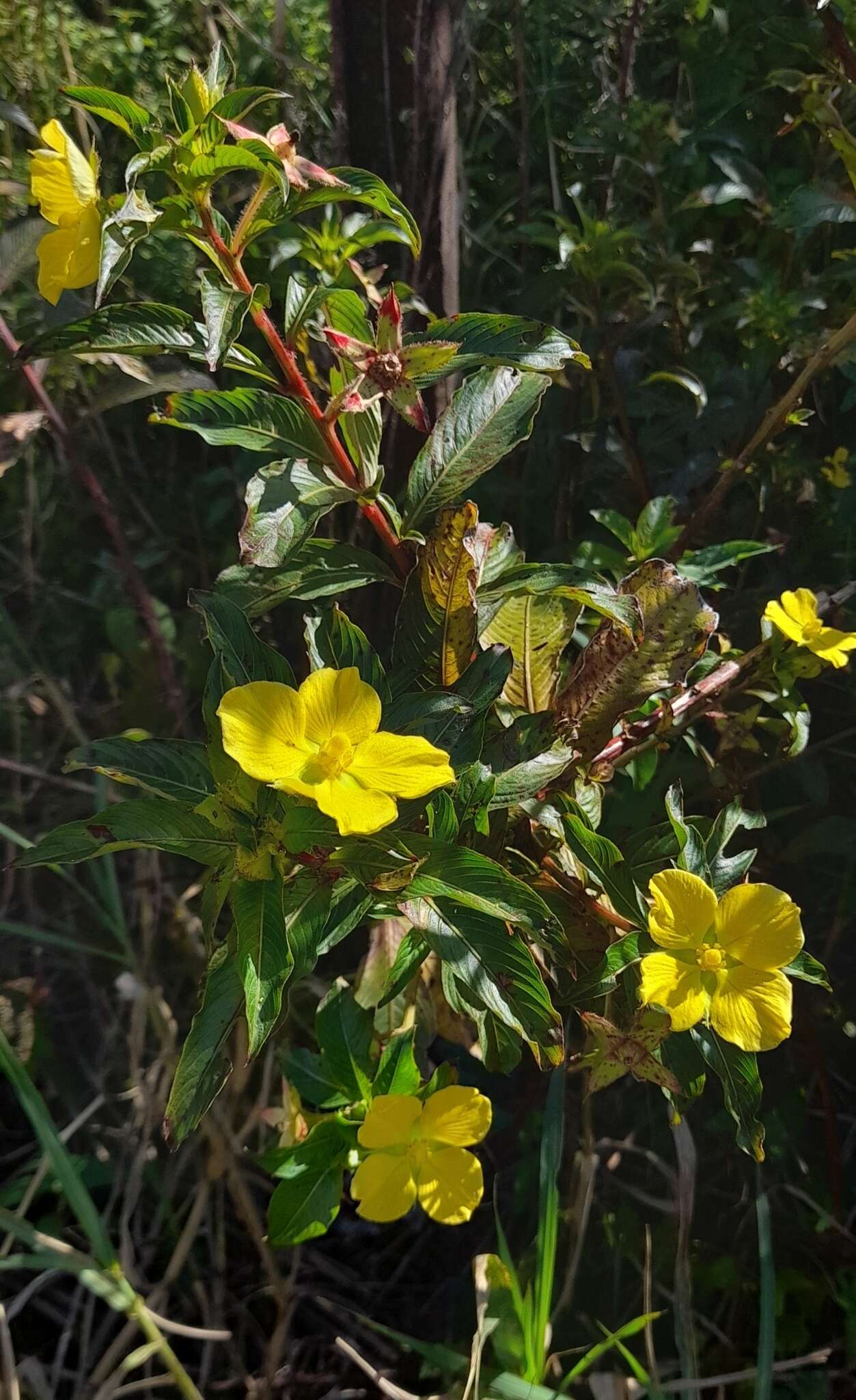 Image de Ludwigia elegans (Cambess.) Hara