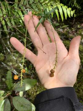 Image of Dracaena reflexa var. parvifolia Thouars ex H. Perrier