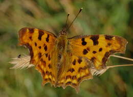 Image of Comma