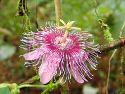 Imagem de Passiflora oerstedii Mast.