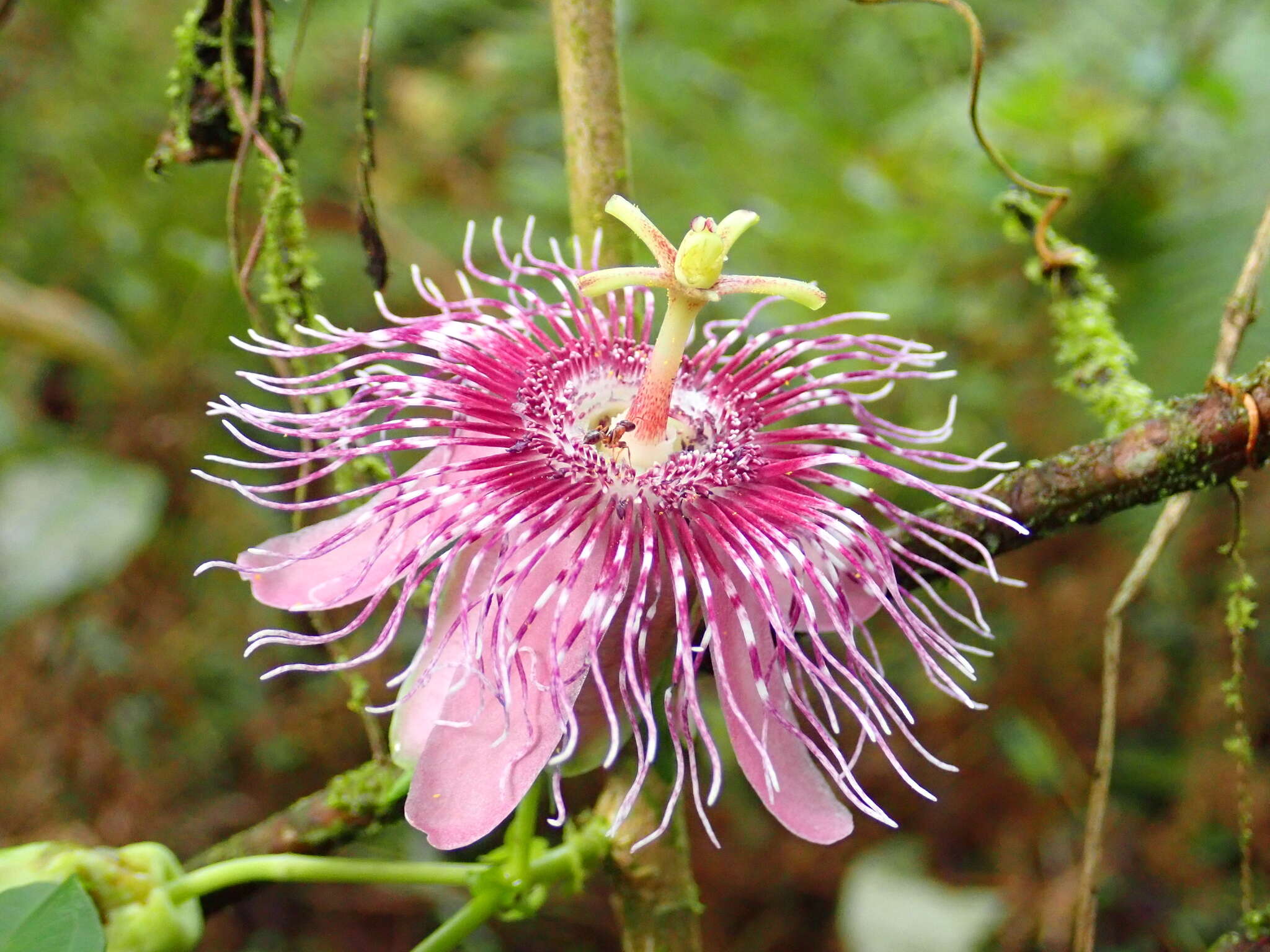 Слика од Passiflora oerstedii Mast.