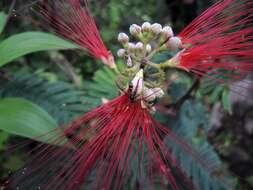 Image de Calliandra houstoniana (Mill.) Standl.