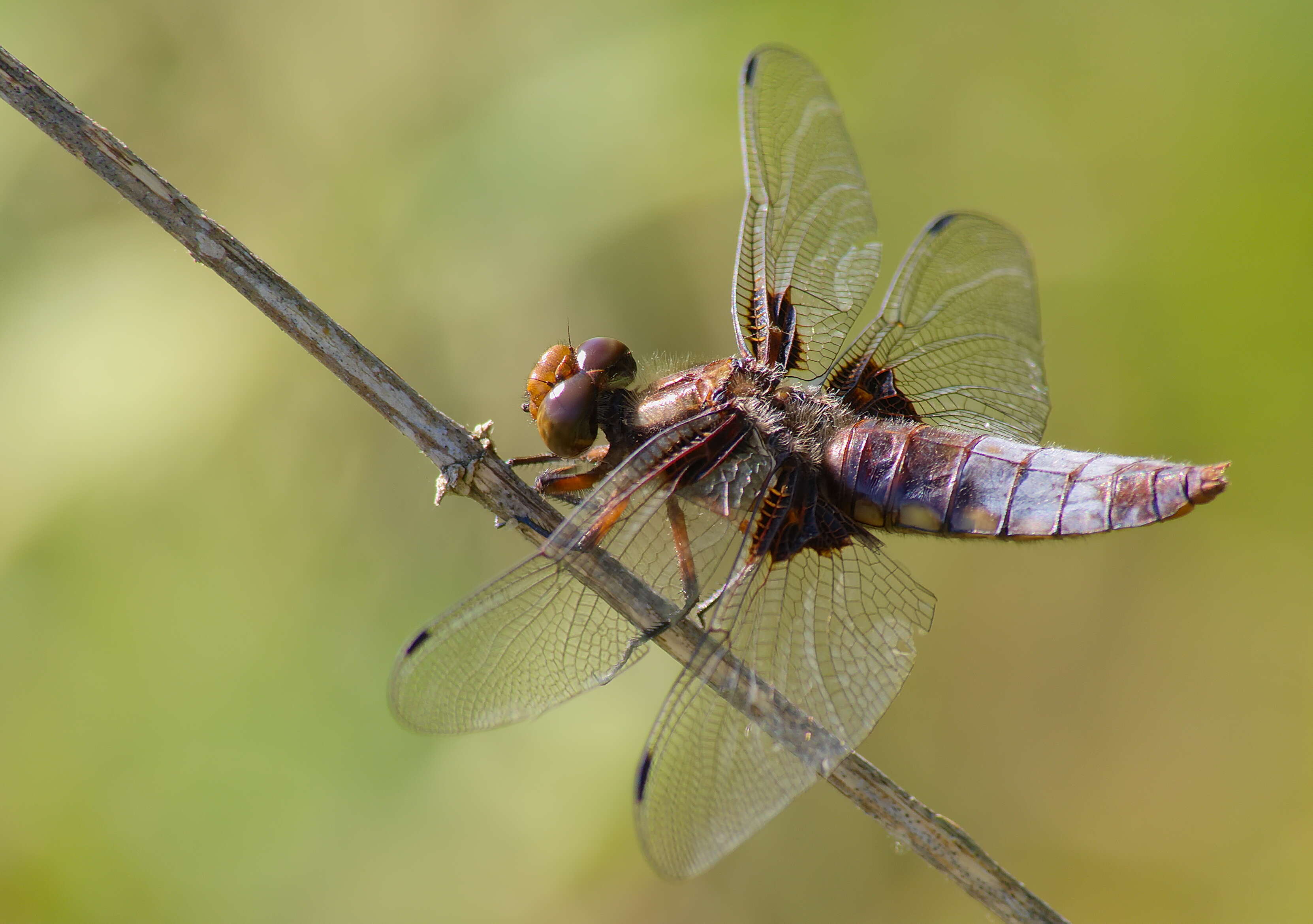 Image of Broad-bodied chaser