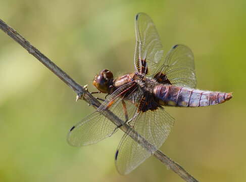 Image of Broad-bodied chaser