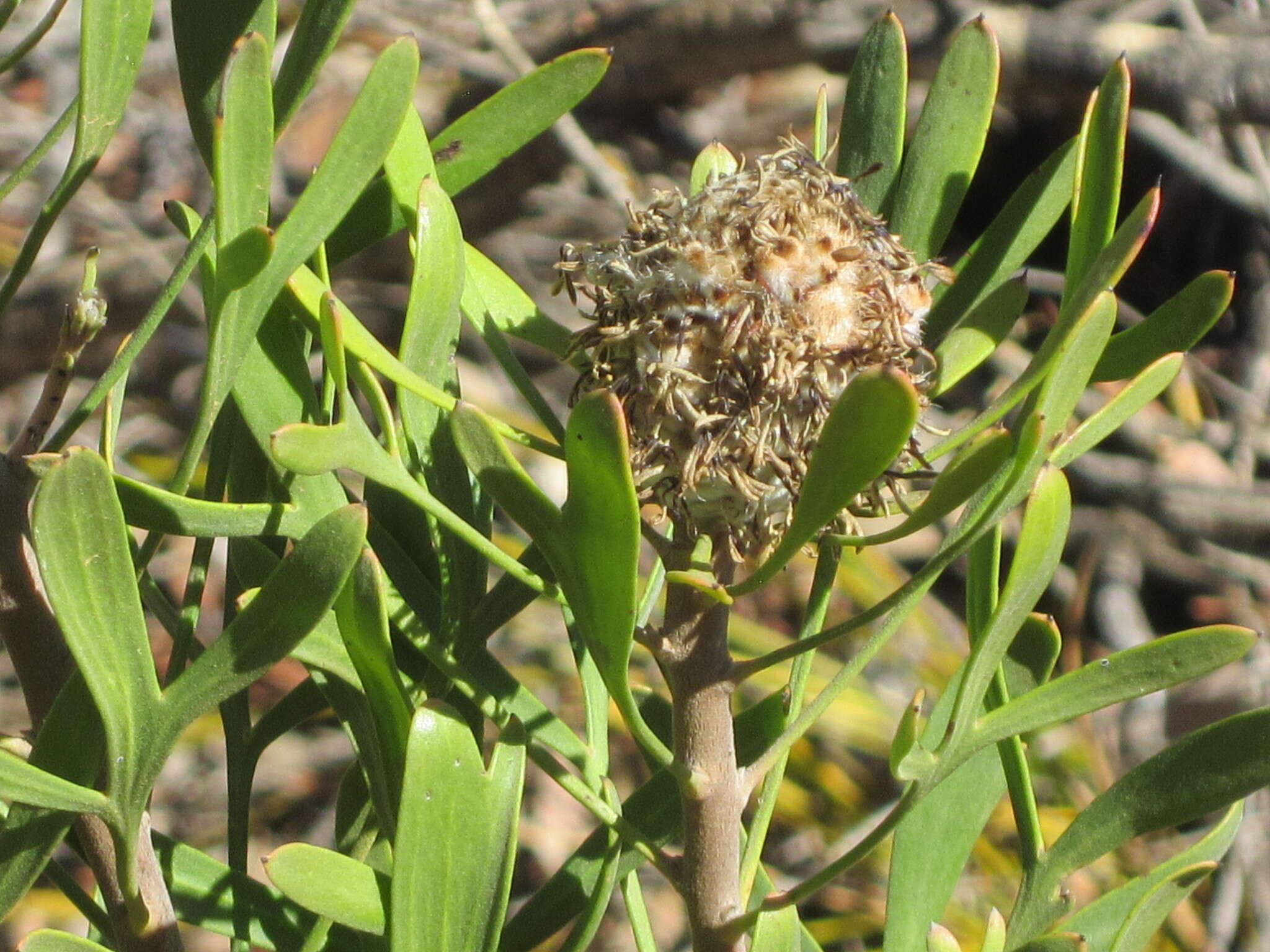 Imagem de Isopogon trilobus R. Br.